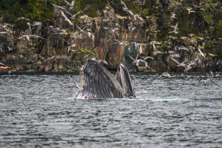 Big premiere today on BBC for Vancouver Island’s humpback whales