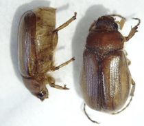 European Chafer beetle wreaks havoc on Nanaimo parks 