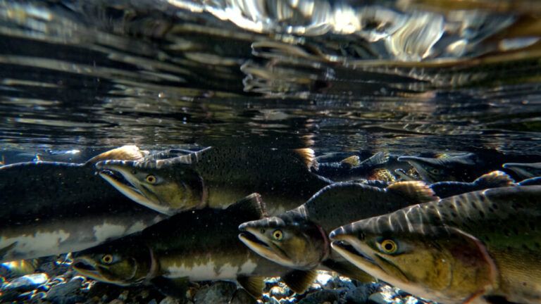 Citizen science-based initiative monitoring salmon to continue at Pender Harbour