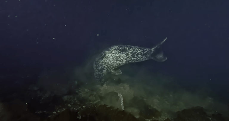 Island diver captures seal hunting down giant pacific octopus