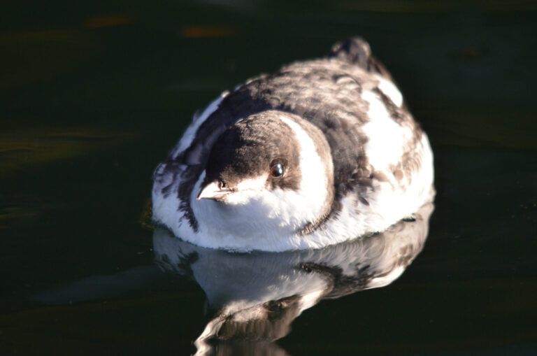 Environment minister not doing enough to protect endangered birds, court rules