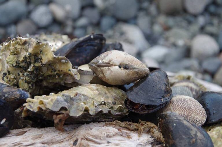 DFO offer tips to ensure safe and legal shellfish harvest