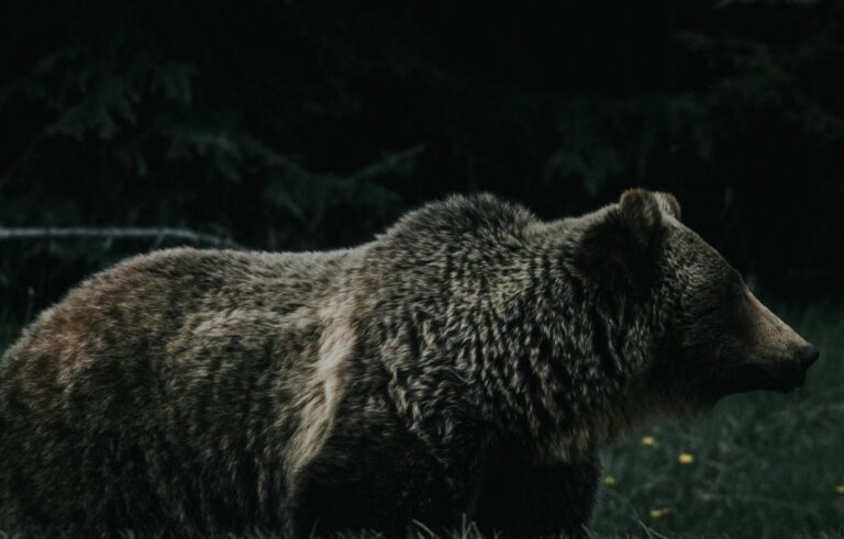 BCCOS Confirms Grizzly Bear in the Gibsons Area